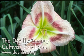 Daylily New Series